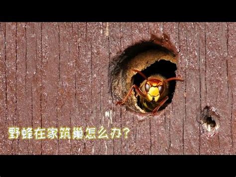 蜂窩風水|【家裡有土蜂窩】家裡有土蜂窩？6大風水優勢曝光，好運財運擋。